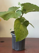 Load image into Gallery viewer, Planta de Caisimon con raiz