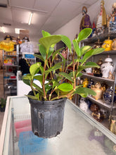 Load image into Gallery viewer, Planta del dinero (Peperomia Obtusifolia)