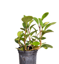 Load image into Gallery viewer, Planta del dinero (Peperomia Obtusifolia)