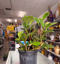 Load image into Gallery viewer, Planta del dinero (Peperomia Obtusifolia)