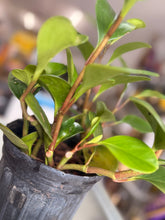 Load image into Gallery viewer, Planta del dinero (Peperomia Obtusifolia)