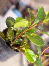 Load image into Gallery viewer, Planta del dinero (Peperomia Obtusifolia)