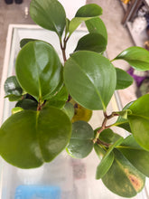Load image into Gallery viewer, Planta del dinero (Peperomia Obtusifolia)