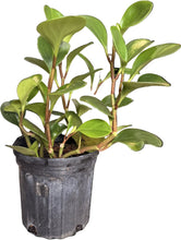 Load image into Gallery viewer, Planta del dinero (Peperomia Obtusifolia)