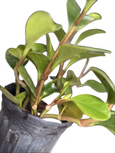 Load image into Gallery viewer, Planta del dinero (Peperomia Obtusifolia)
