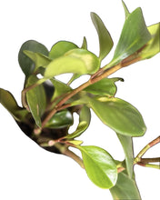 Load image into Gallery viewer, Planta del dinero (Peperomia Obtusifolia)