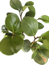 Load image into Gallery viewer, Planta del dinero (Peperomia Obtusifolia)