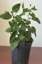 Load image into Gallery viewer, Planta Marpacifico o Hibiscus con raiz