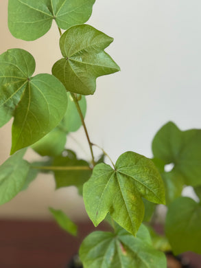 Planta de Algodon con raiz.