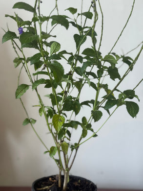 Planta Verbena con raiz