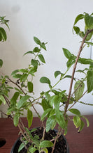Load image into Gallery viewer, Planta de Alacransillo con raiz