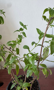 Planta de Alacransillo con raiz