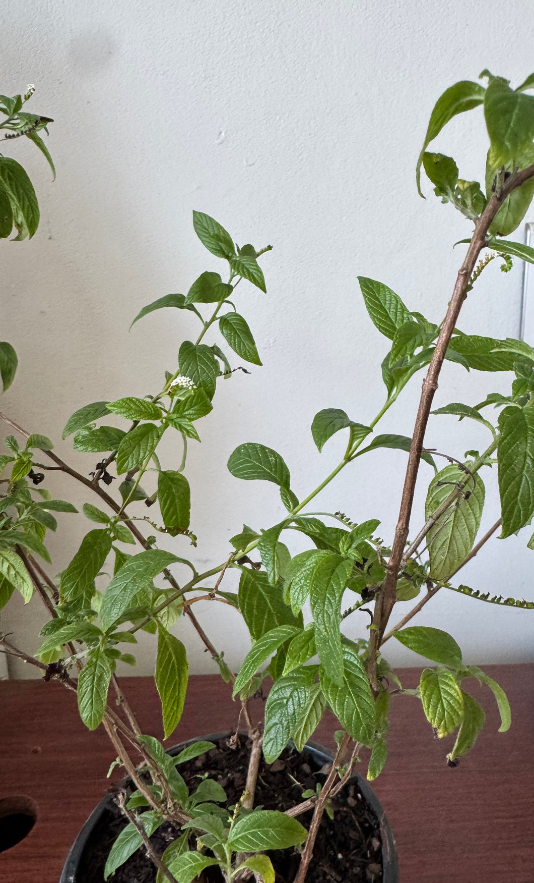 Planta de Alacransillo con raiz