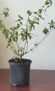 Planta de Alacransillo con raiz