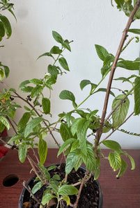 Planta de Alacransillo con raiz