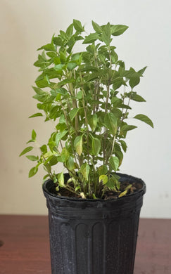 PLANTA DE ALBAHACA BLANCA CON RAIZ
