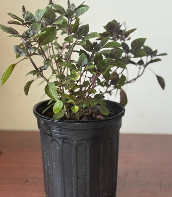 PLANTA ALBAHACA MORADA CON RAIZ