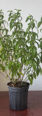 Planta Amansa Guapo
