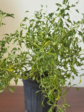 Planta Arrasa con todo con raiz