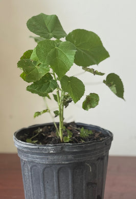 PLANTA BOTON DE ORO CON RAIZ