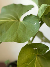 Load image into Gallery viewer, Planta de Caisimon con raiz