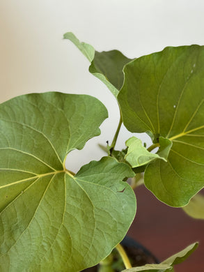 Planta de Caisimon con raiz
