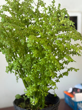 Load image into Gallery viewer, PLANTA FRESCURA CON RAIZ