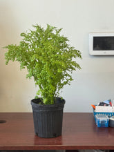 Load image into Gallery viewer, PLANTA FRESCURA CON RAIZ