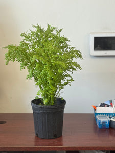 PLANTA FRESCURA CON RAIZ