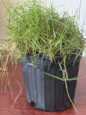 Planta Hierba fina con raiz