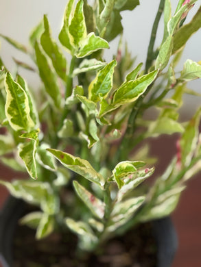 Planta Itamorreal con raiz