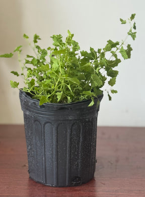 Planta de manzanilla con raiz