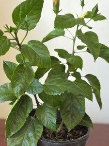 Planta Marpacifico o Hibiscus con raiz