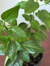 Load image into Gallery viewer, Planta Marpacifico o Hibiscus con raiz