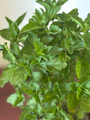 Planta Menta con raiz
