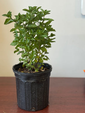 PLANTA MENTA CON RAIZ