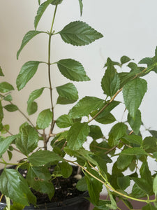 Planta Rompe camisa con raiz