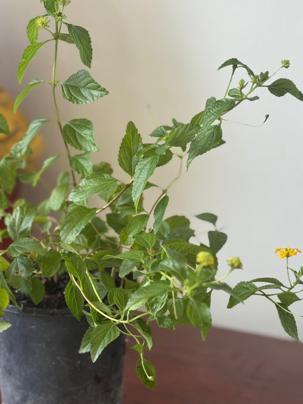 Planta Rompe camisa con raiz