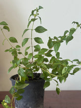 Load image into Gallery viewer, Planta Rompe camisa con raiz