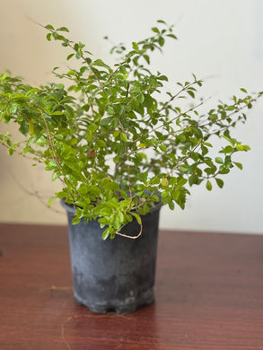 Planta Ven a mi con raiz