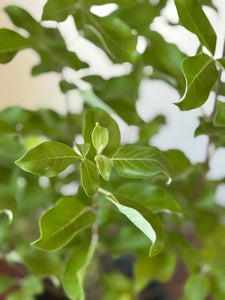 PLANTA VENCEDOR CON RAIZ