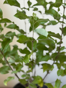 PLANTA VENCEDOR CON RAIZ