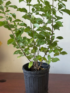 PLANTA VENCEDOR CON RAIZ