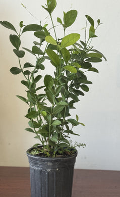 Planta Yo puedo mas que tu con raiz