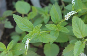 HERB ALACRANSILLO/ALACRANCILLO EN RAMAS