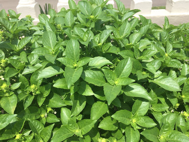 PLANTA DE ALBAHACA BLANCA CON RAIZ