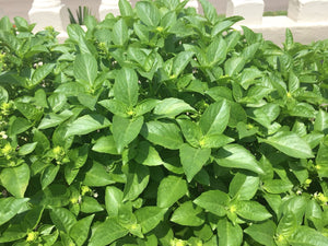 PLANTA DE ALBAHACA BLANCA CON RAIZ