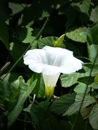 CAMPANA BLANCA EN RAMAS