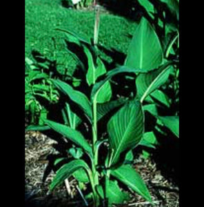 HERB PLATANILLO DE CUBA/ PLATANILLO DE CUBA EN RAMAS