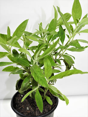 PLANTA DE SALVIA CON RAIZ/  SAGE PLANT WITH ROOT